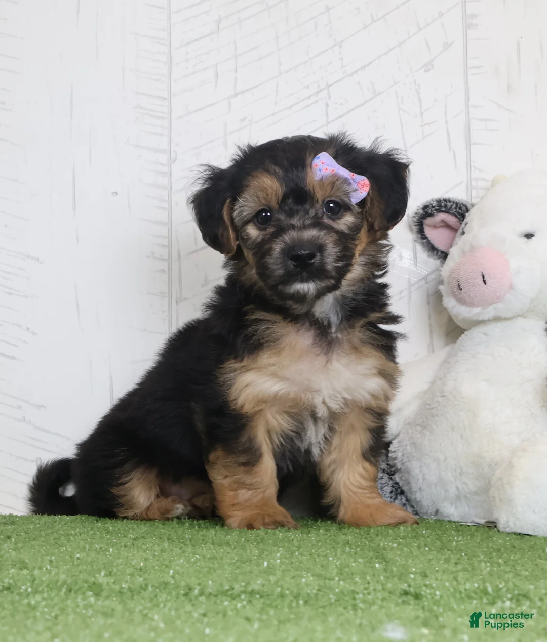 Yochon dogs for sale: Piper - Ad 1