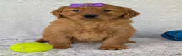Golden Retriever dogs for sale: Miss Summer  - Ad 5