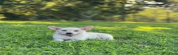German Shepherd dogs for sale: Nova - Ad 6