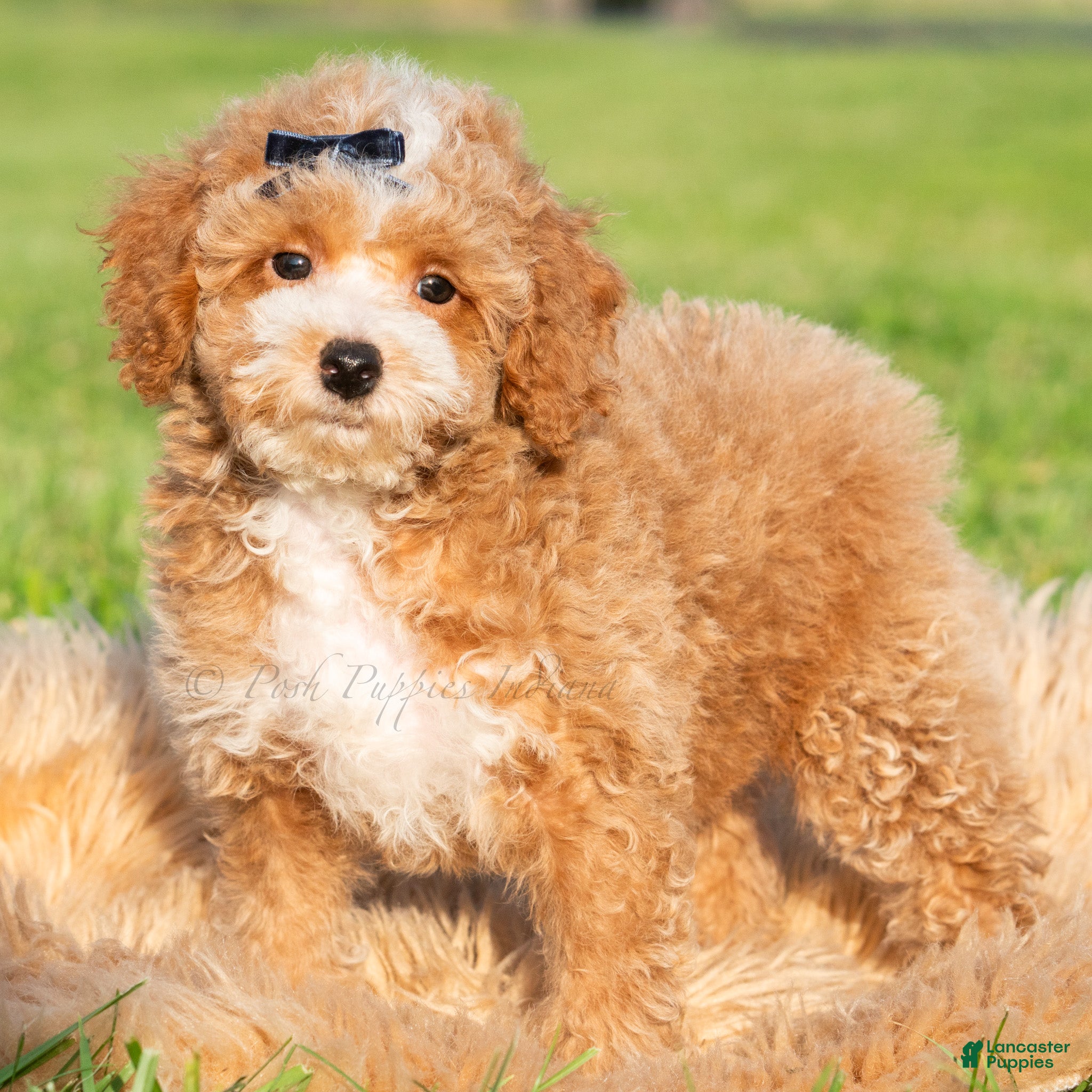 Toy Poodle dogs Pluto - Ad 34
