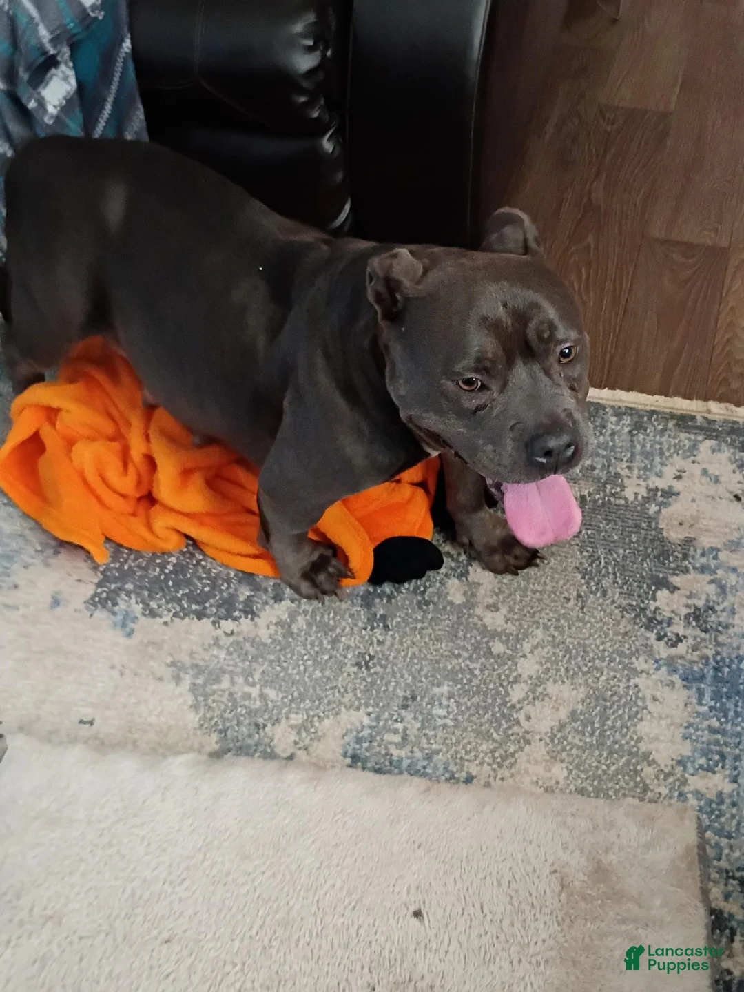 American Bully dogs for sale: American Bully 3 - Ad 12