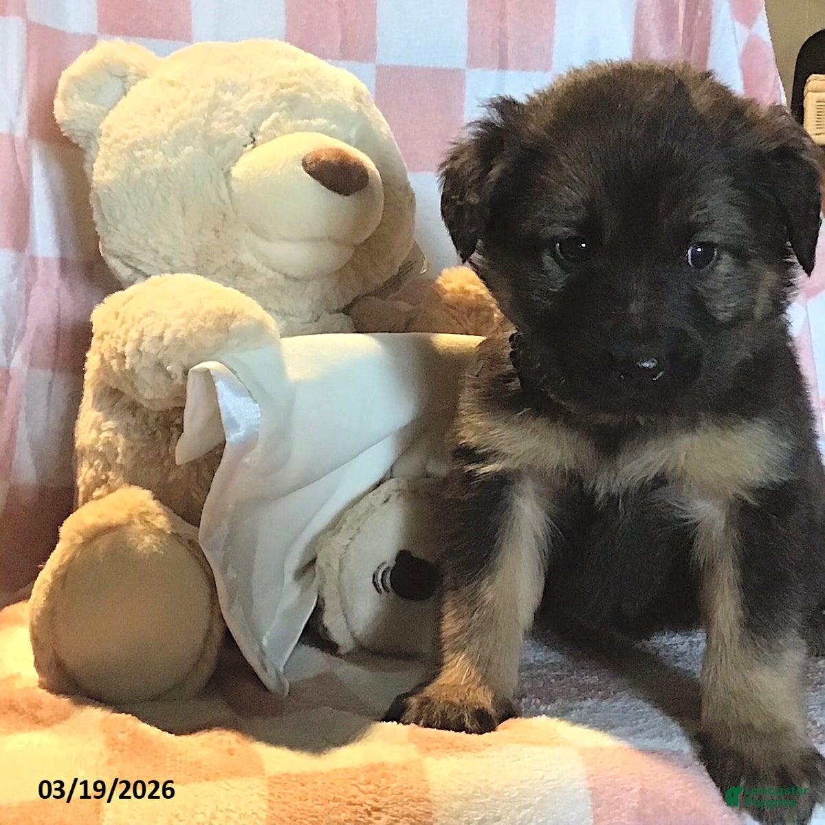 Mixed Breed dogs Princess - Ad 10