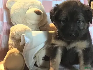 Mixed Breed dogs Princess - Ad 10