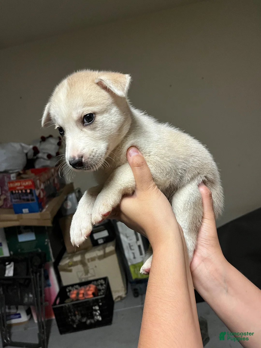 Mixed Breed dogs for sale: Mixed Breed 1 - Ad 8