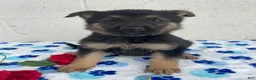 German Shepherd dogs for sale: Jackson - Ad 4