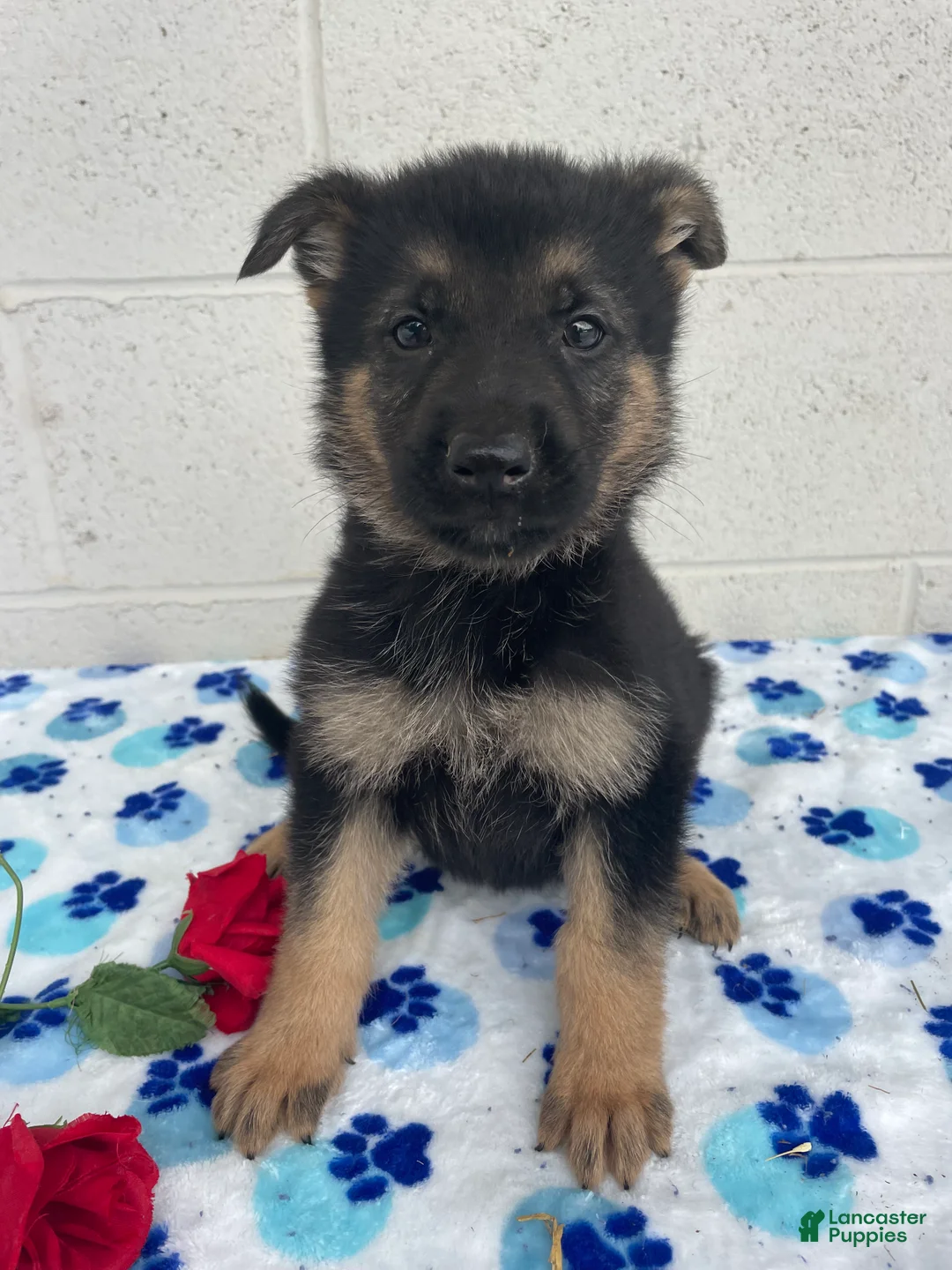 German Shepherd dogs for sale: Jackson - Ad 4