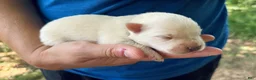 American Eskimo dogs for sale: Briar - Ad 7