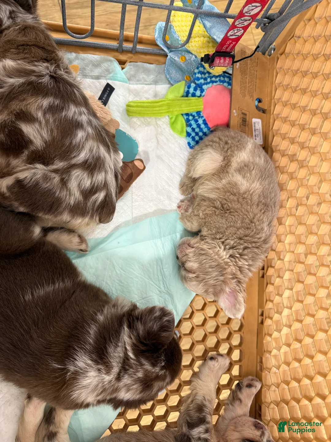 French Bulldog dogs for sale: French Bulldog Puppy 1 - Ad 2