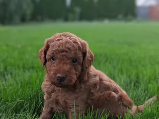 Toy Poodle dogs for sale: Tucker - Ad 2