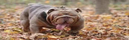 English Bulldog dogs for sale: Vixen - Ad 8