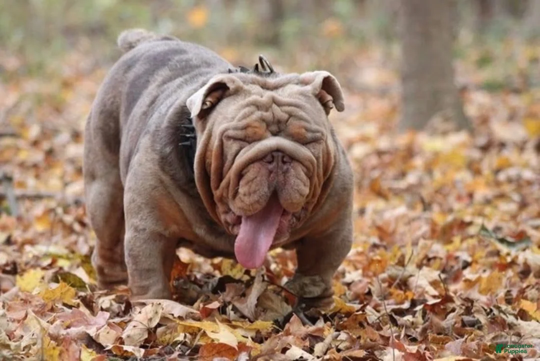 English Bulldog dogs for sale: Vixen - Ad 8