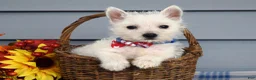 West Highland Terrier dogs for sale: Max - Ad 8