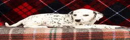 Dalmatian dogs for sale: Jenna - Ad 6