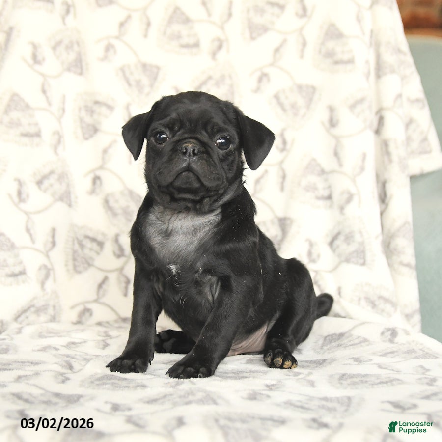 Pug dogs Romeo - Ad 2