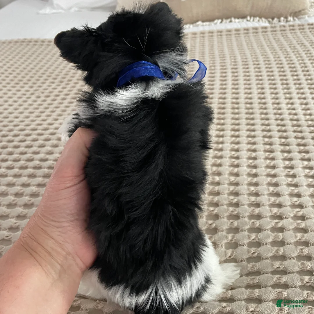 Biewer Terrier dogs for sale: Milo - Ad 9