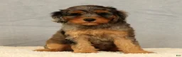 Cavapoo dogs for sale: Kurt - Ad 3