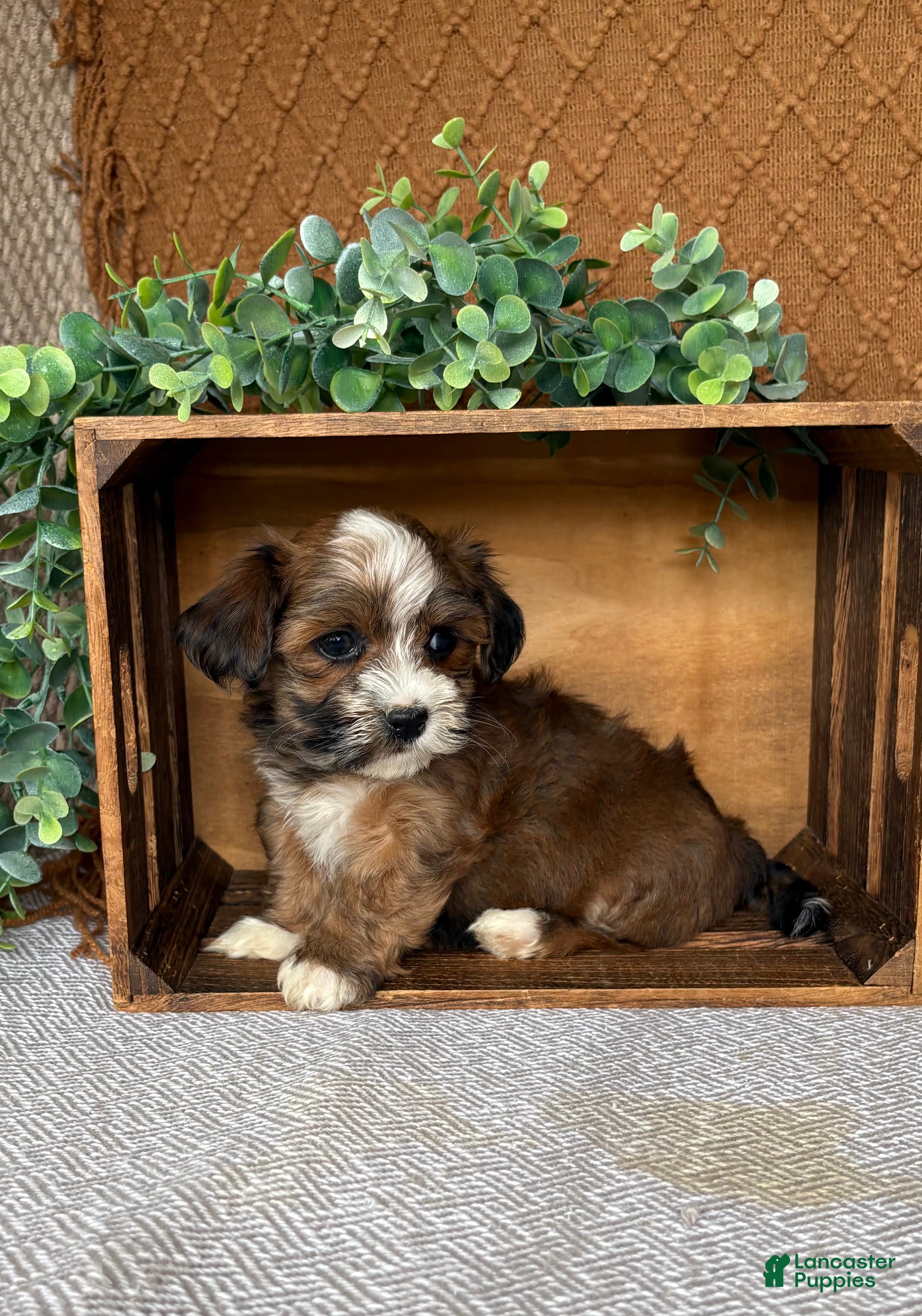 Havanese dogs Ayla  - Ad 2