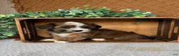 Havanese dogs for sale: Ayla  - Ad 2