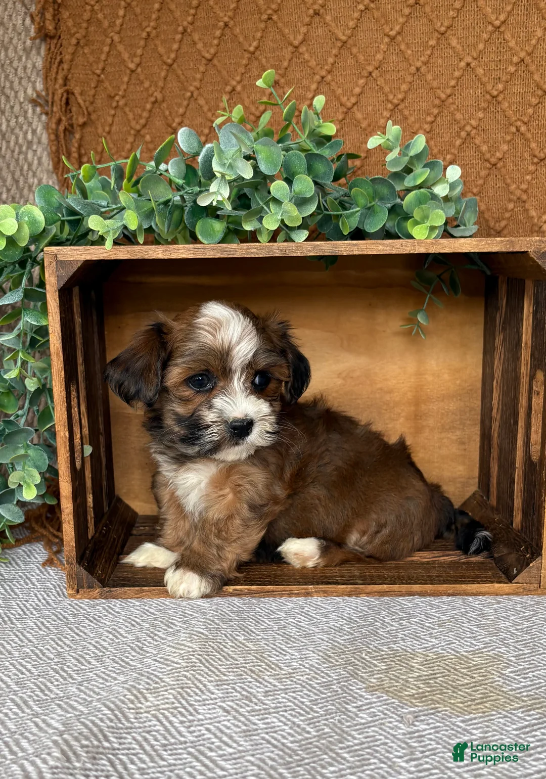 Havanese dogs for sale: Ayla  - Ad 2