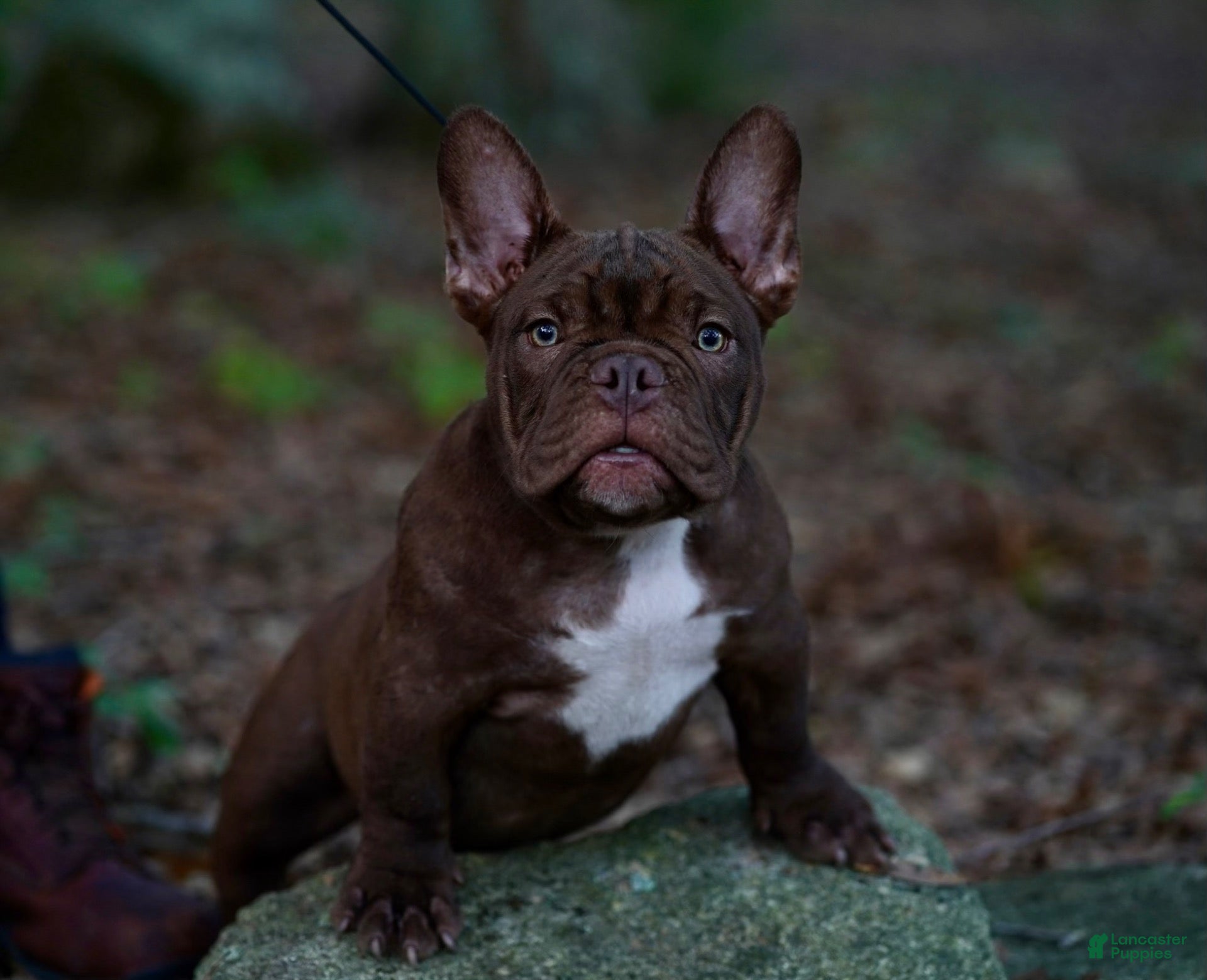 American Bully dogs American Bully 1 - Ad 22