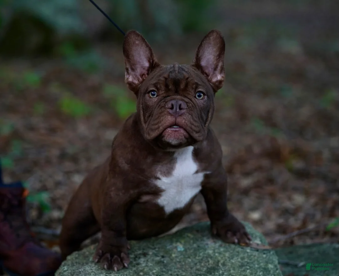 American Bully dogs for sale: American Bully 1 - Ad 1