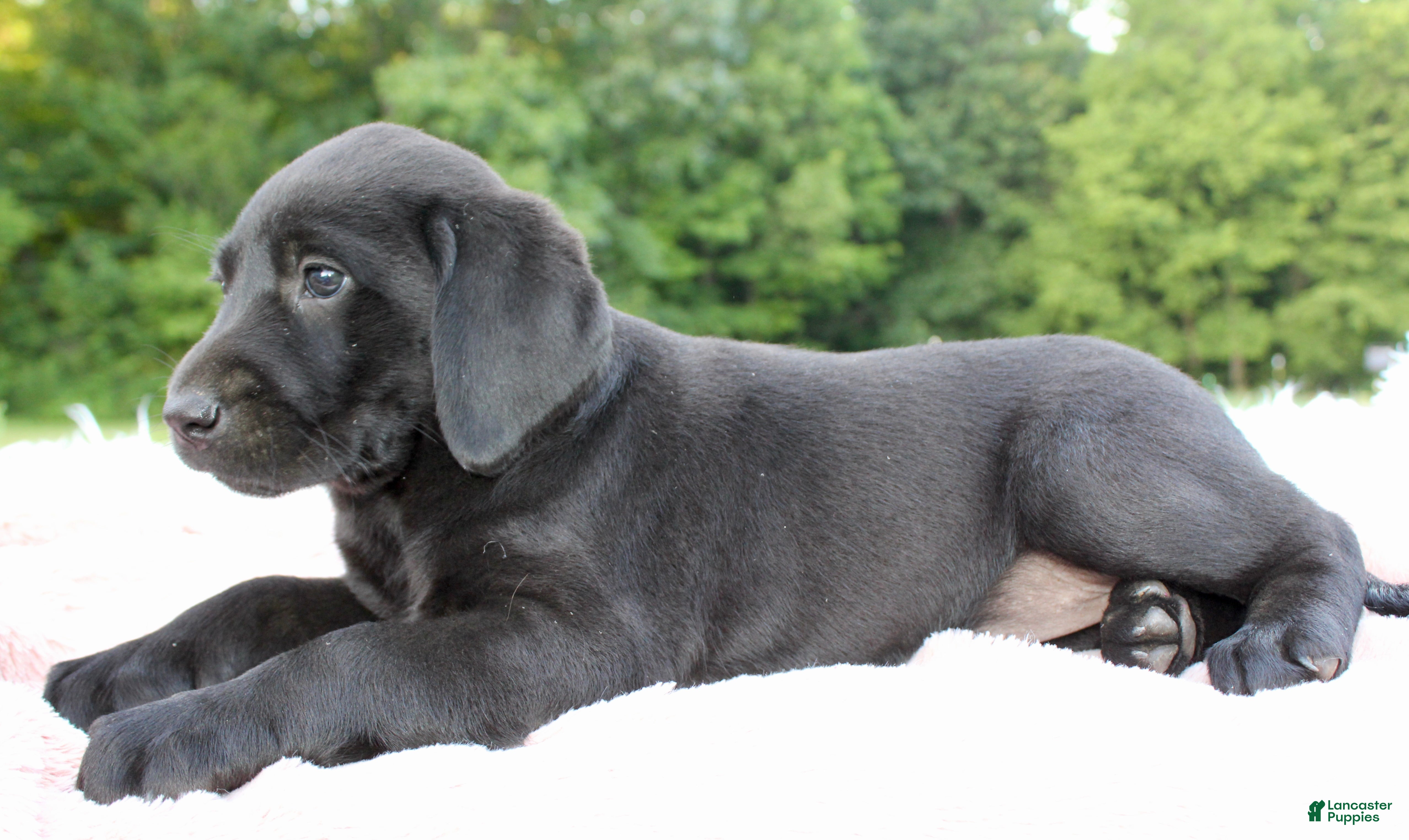 Labrador Retriever dogs Sally - Ad 2