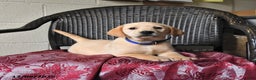 Labrador Retriever dogs for sale: Buttercup - Ad 2