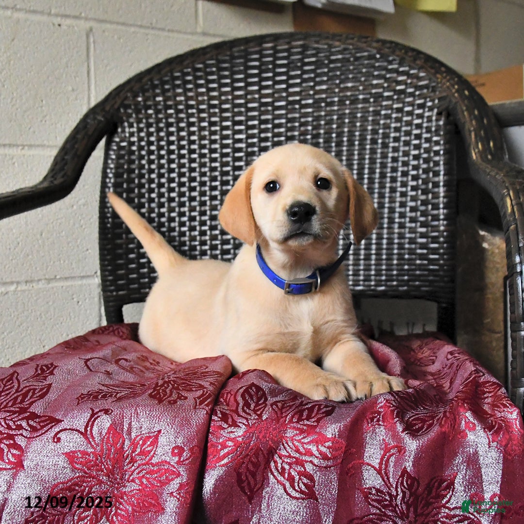 Labrador Retriever dogs for sale: Buttercup - Ad 2