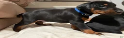 Doberman Pinscher dogs for sale: Blue Collar Dobie - Ad 6