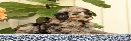 Mini Goldendoodle dogs for sale: Carter - Ad 5