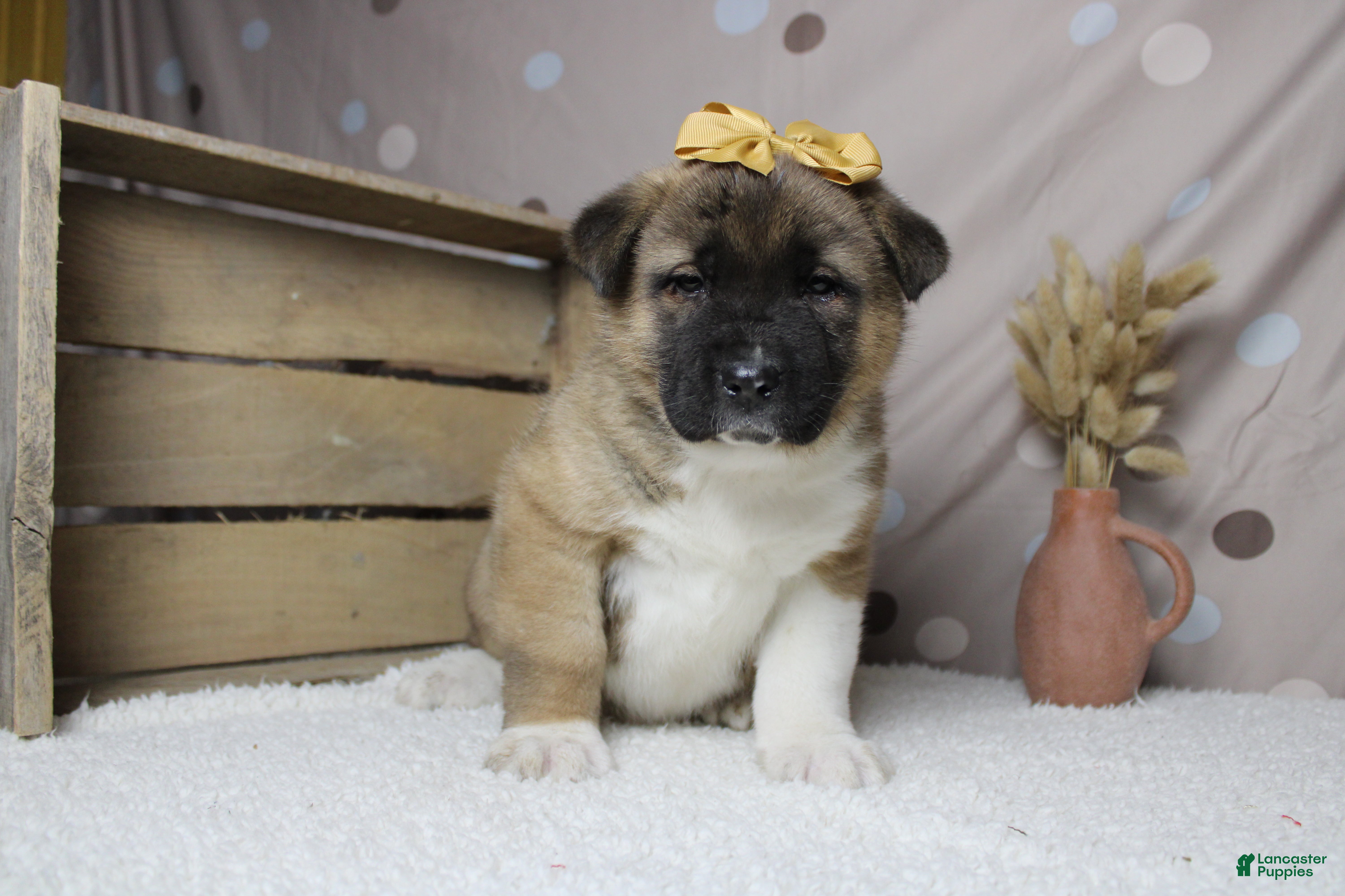 Akita dogs Jill  - Ad 1