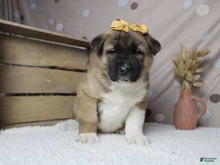 Akita dogs Jill - Ad 1