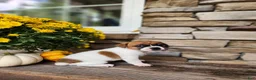 Rat Terrier dogs for sale: Lily - Ad 4