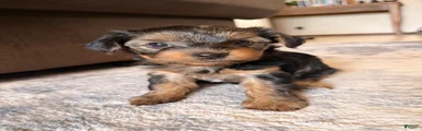 Yorkshire Terrier 4
