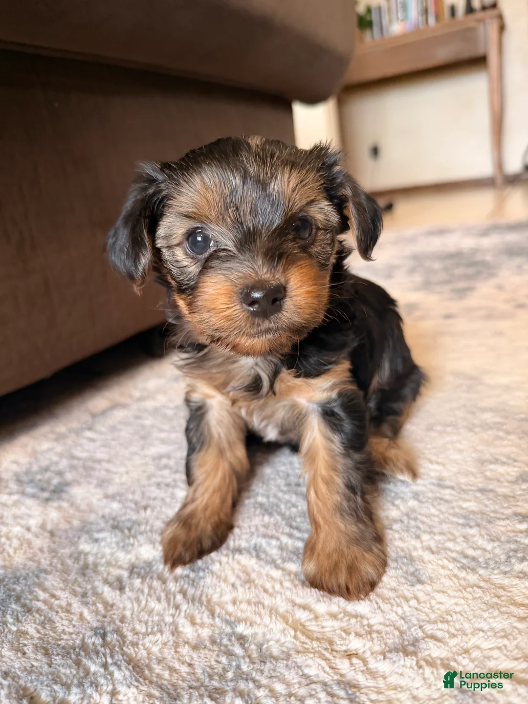 Yorkshire Terrier dogs for sale: Yorkshire Terrier 4 - Ad 1