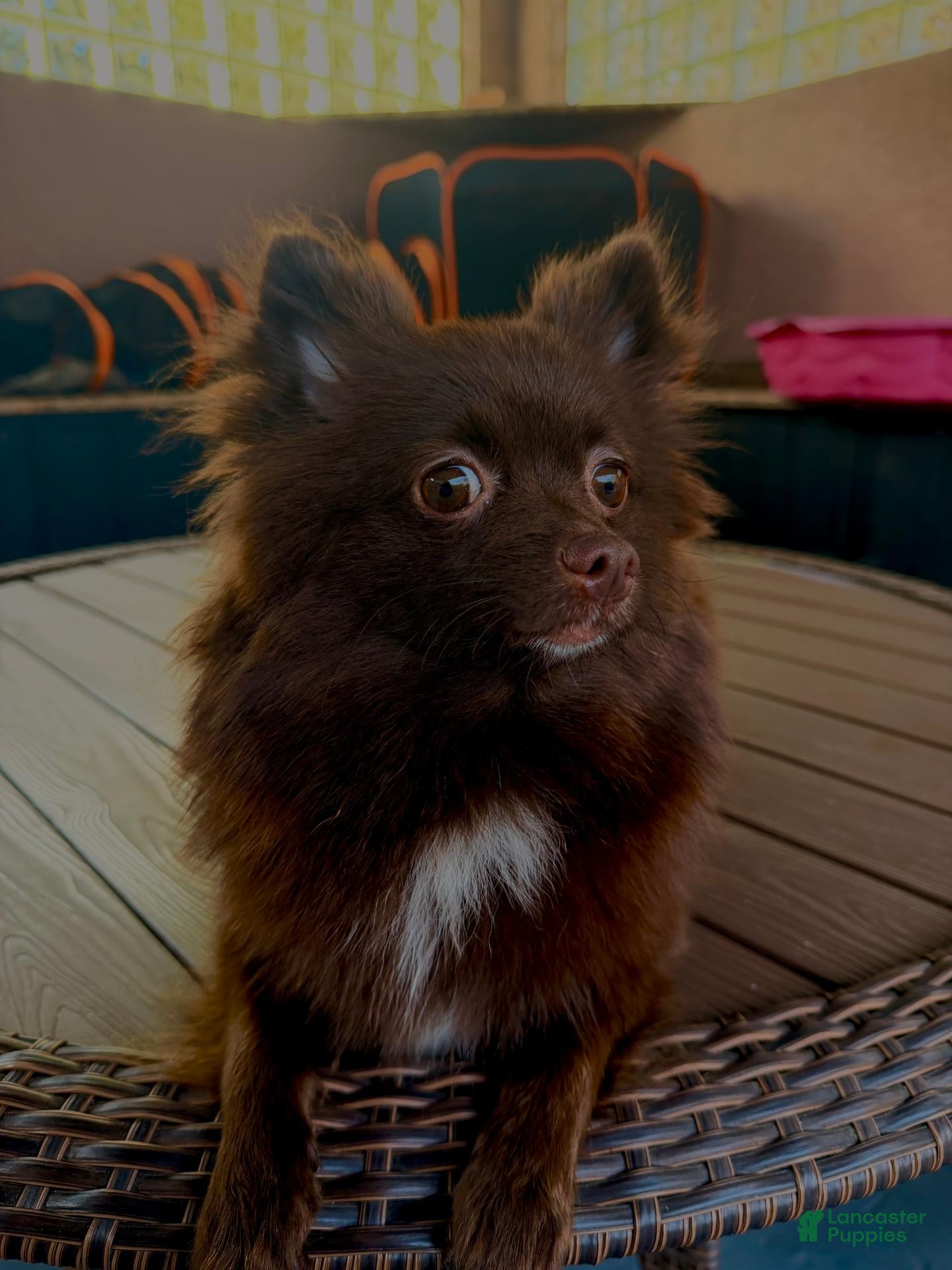 Pomsky dogs Simon - Ad 2