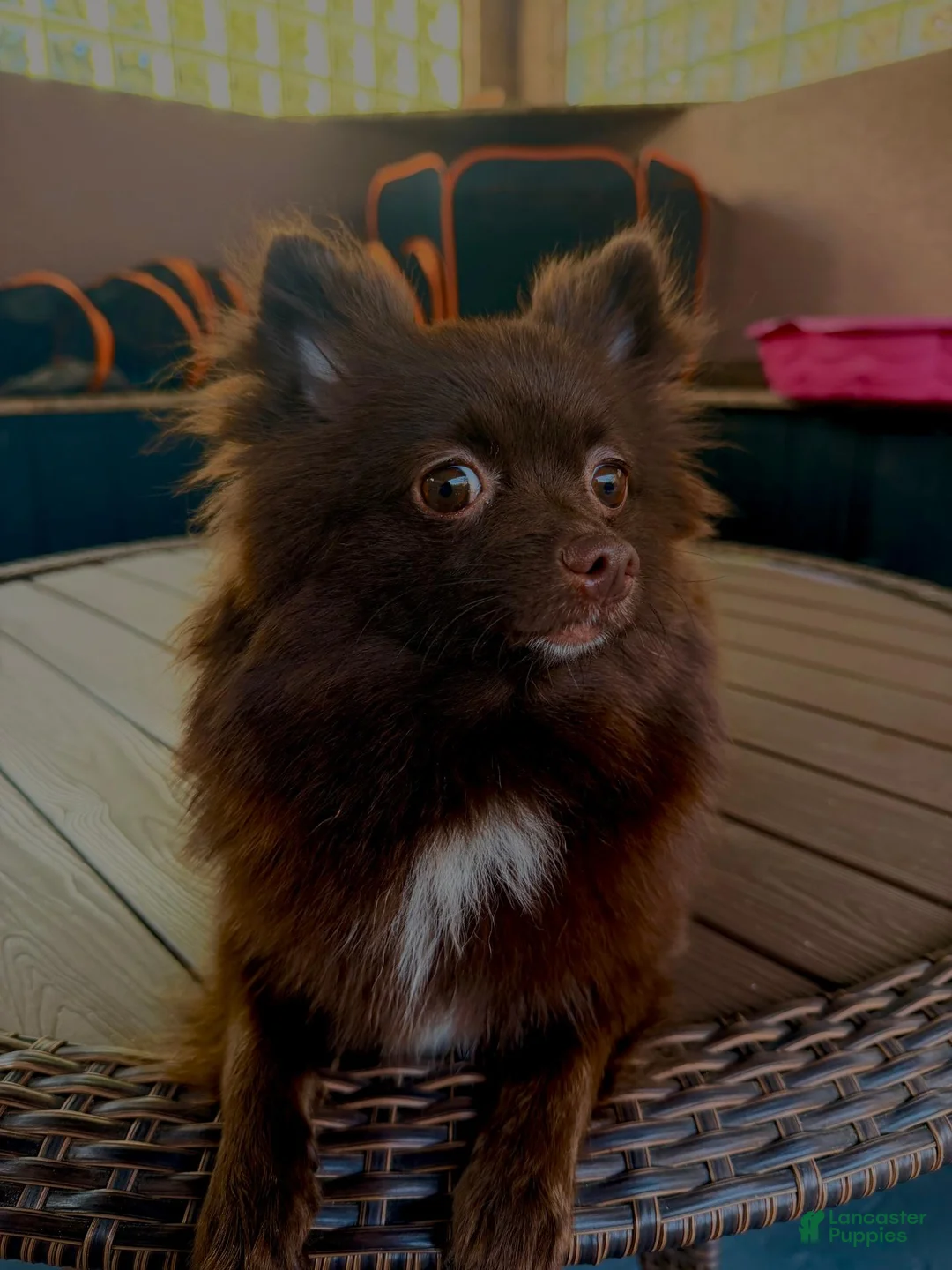 Pomsky dogs for sale: Hershey - Ad 2
