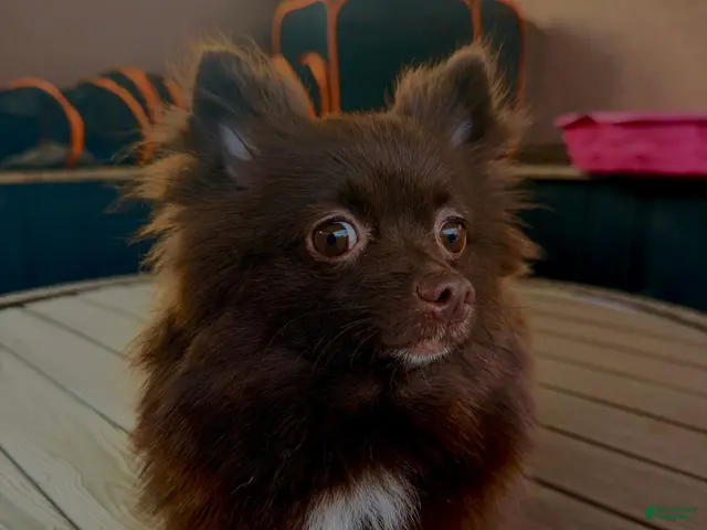 Pomsky dogs for sale: Theodore - Ad 2
