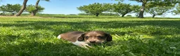 Miniature Dachshund dogs for sale: Cooper - Ad 5
