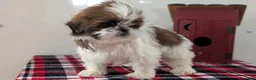 Shih Tzu dogs for sale: Cara - Ad 3