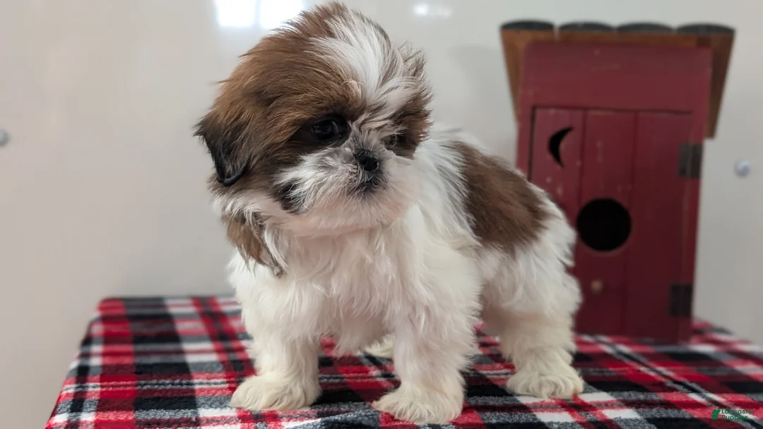Shih Tzu dogs for sale: Cara - Ad 3
