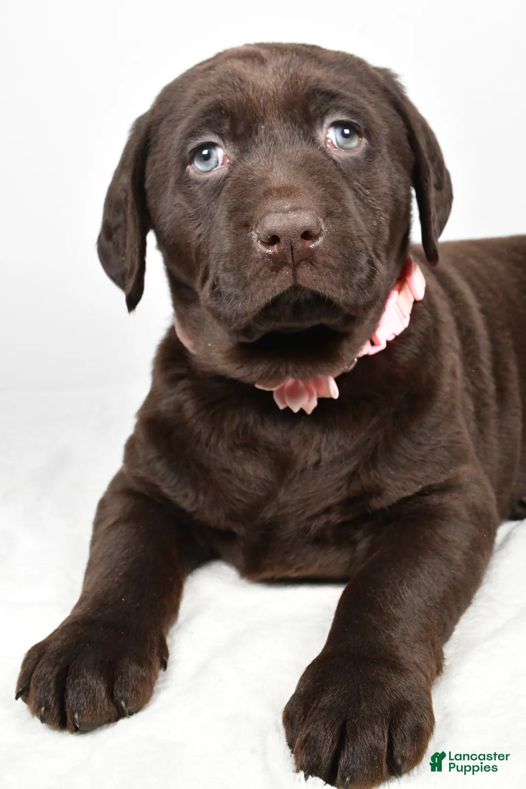Labrador Retriever dogs for sale: Nova - Ad 3