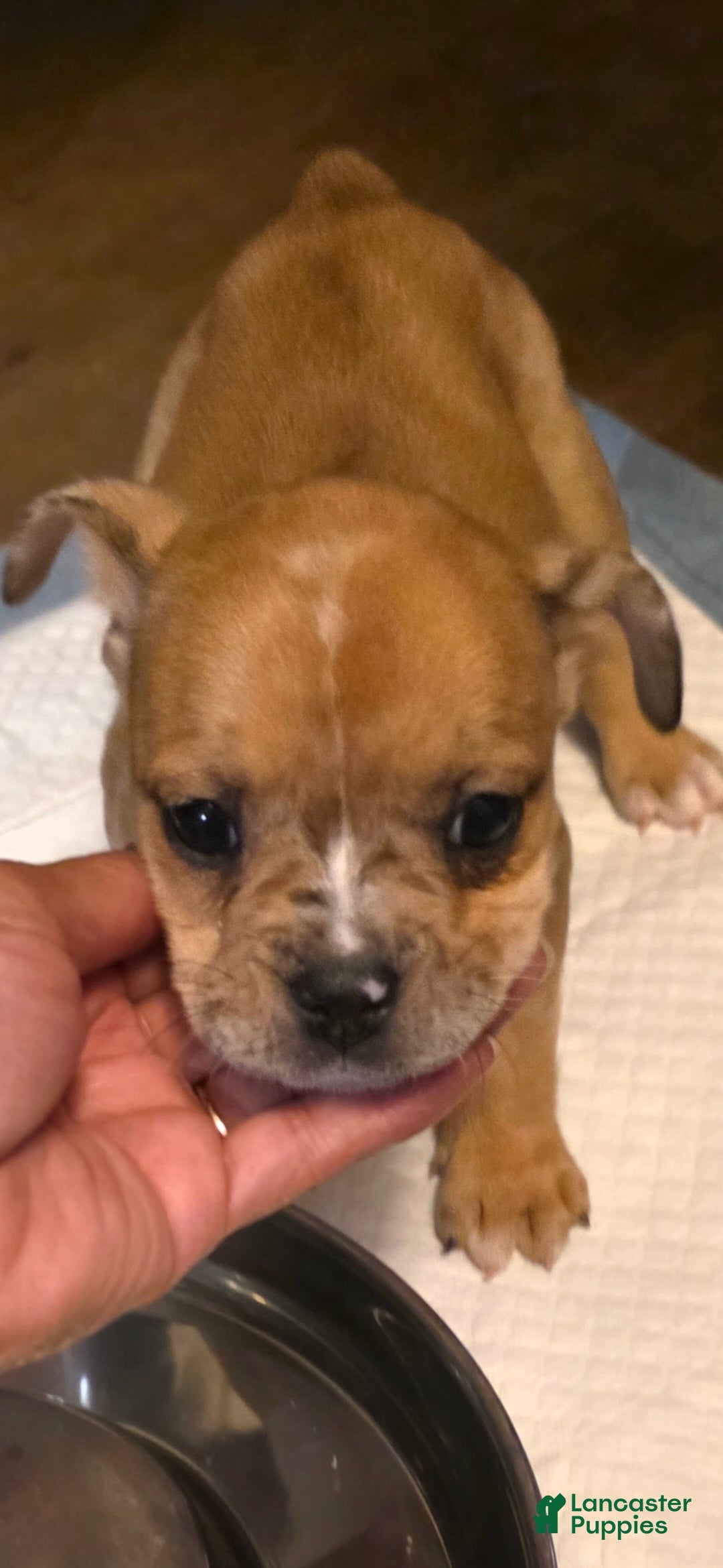 Frenchton dogs for sale: Frenchton Puppy 2 - Ad 1