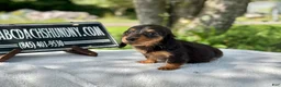 Miniature Dachshund dogs for sale: Russian AKC dapple Lh girl - Ad 5