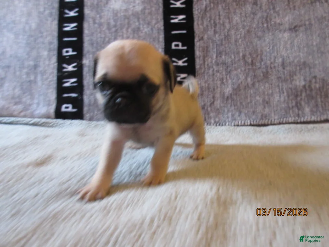 Pug dogs for sale: Pug Puppy 3 - Ad 1