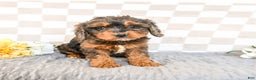 Cavapoo dogs for sale: Rain - Ad 2