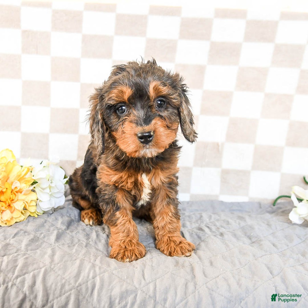 Cavapoo dogs for sale: Rain - Ad 2