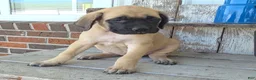 English Mastiff dogs for sale: Alice - Ad 3