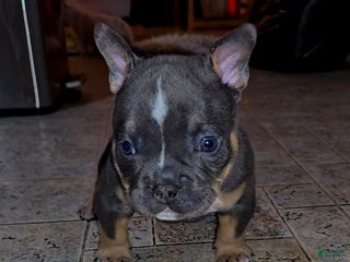 American Bully dogs - Ad 33