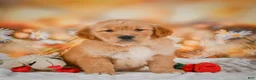 Golden Retriever dogs for sale: Rosie - Ad 2